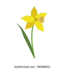 daffodil flower leaf bloom