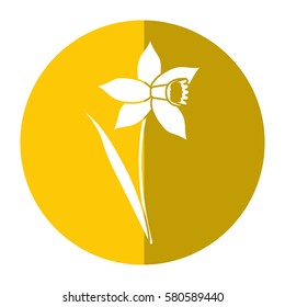 daffodil flower leaf bloom shadow