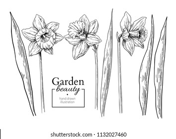 Daffodil flower and leaves drawing. Vector hand drawn engraved floral set. Botanical black ink sketch. Great for tattoo, invitations, greeting cards, decor
