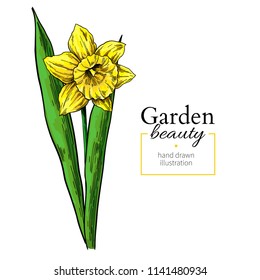 Daffodil flower and leaves drawing. Vector hand drawn  floral object. Botanical black ink sketch. Great for tattoo, invitations, greeting cards, decor