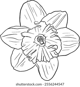 Daffodil flower line art. Flat isolated  hand drawn flowers. Minimalist style vector illustration