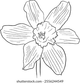 Daffodil flower line art. Flat isolated  hand drawn flowers. Minimalist style vector illustration