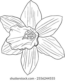 Daffodil flower line art. Flat isolated  hand drawn flowers. Minimalist style vector illustration