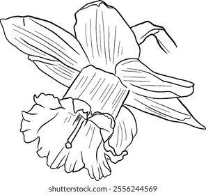 Daffodil flower line art. Flat isolated  hand drawn flowers. Minimalist style vector illustration