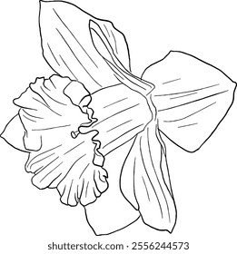 Daffodil flower line art. Flat isolated  hand drawn flowers. Minimalist style vector illustration