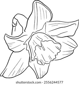 Daffodil flower line art. Flat isolated  hand drawn flowers. Minimalist style vector illustration