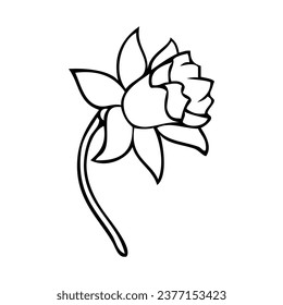 daffodil flower line vector illustration,isolated on white background,top view