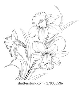 Daffodil flower or narcissus isolated on white. Vector illustration.