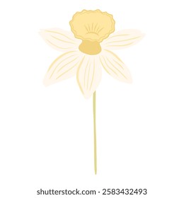 Daffodil flower or narcissus vector illustration