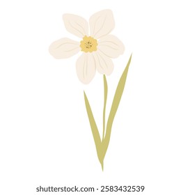 Daffodil flower or narcissus vector illustration, Blooming spring flower