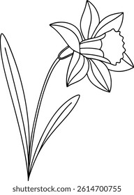 Daffodil Flower Outline Illustration Isolated On White Background Botanical Line Art