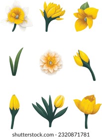 Daffodil Flower Set, Watercolor Flower Vector Design Set