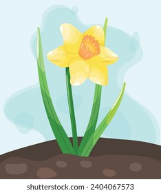 Daffodil flower in the soil. Cartoon vector illustration.