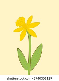 Daffodil flower spring vector on beige background. Yellow narcissus bloom with green leaves in hand drawn style.