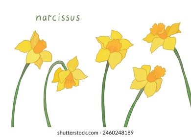 Daffodil flower vector birthday postcard.