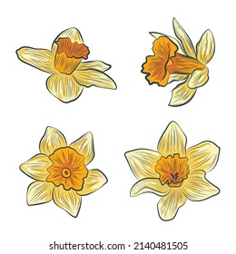 Daffodil flower vector design art