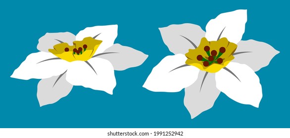 Daffodil flower vector flat isolated colorful illustration