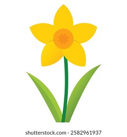 daffodil flower vector on white background 