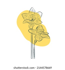 Daffodil flower in yellow color continuous line drawing. Blossoming Narcissus in spring isolated on white background. Garden flower with minimalist design in hand drawn style. Vector illustration svg