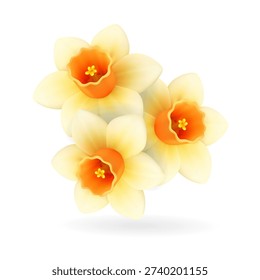 Daffodil flowers. 3D realistic spring floral illustration