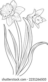 Daffodil Flowers branch of bud Hand drawing vector illustration Vintage design elements bouquet floral natural collection coloring page and book for adults and children isolated on white background.