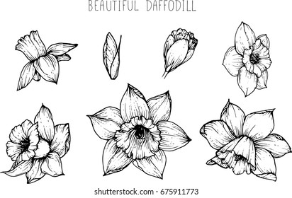 Lily Flowers Drawing Illustration Vector Clipart Stock Vector (Royalty ...