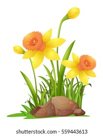 Daffodil flowers in garden illustration