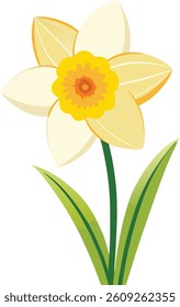 daffodil flowers isolated on white background