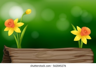 Daffodil flowers and log illustration