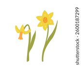 Daffodil flowers on isolated background. Botanical vector flat illustration with narcissus. Spring and summer clipart for holidays, women
