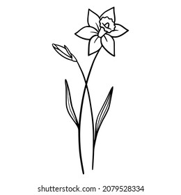 Daffodil flowers on white background. Hand-drawn illustration of a Daffodil flower. Drawing, line art, ink, vector. svg