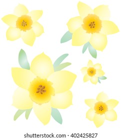 Daffodil flowers pattern. Hand-drawn yellow flowers on white background. Floral pattern. Vector illustration.