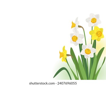 Daffodil frame background vector illustration