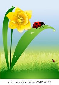 Daffodil in green grass