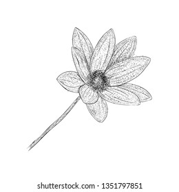 Daffodil illustration in hand drawn vector 