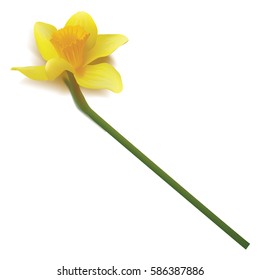 Daffodil  isolated over white. Vector realistic flowers. shadow