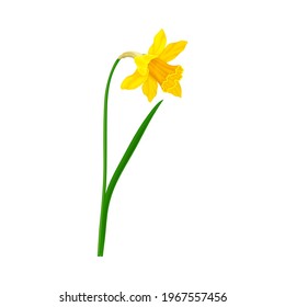 Daffodil or Jonquil Spring Flowering Plant with Yellow Flower and Leafless Stem Closeup Vector Illustration