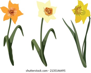 Daffodil or Jonquil Spring Flowering Plant with Yellow Flower and Leafless Stem Vector Set