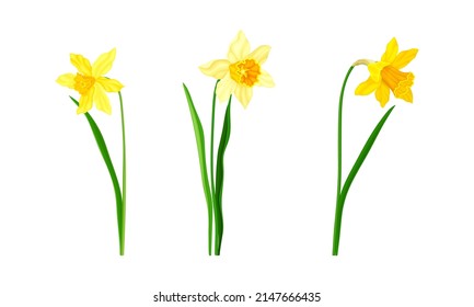 Daffodil or Jonquil Spring Flowering Plant with Yellow Flower and Leafless Stem Vector Set svg