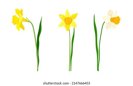 Daffodil or Jonquil Spring Flowering Plant with Yellow Flower and Leafless Stem Vector Set