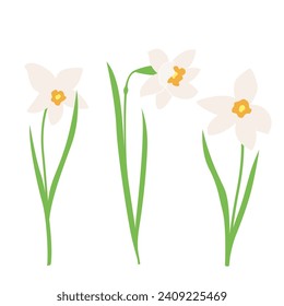 Daffodil or Jonquil spring flowering plant with white flower and leaves. Vector set early spring design elements for Happy women's day, Easter or Mother's day on a white background