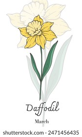 Daffodil Line Art. Daffodil flower vector Illustration. March Birth Month Flower. Daffodil outline isolated on white. Hand drawn line art botanical illustration.
