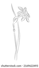 Daffodil line art March month birth flower vector art illustration isolated. Monochrome  ink style hand drawn outline floral sketch. Trendy minimalist design perfect for  jewelry, tattoo, wall art.