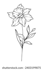 Daffodil Line Art. Daffodil outline Illustration. March Birth Month Flower. Daffodil outline isolated on white. Hand painted line art botanical illustration.