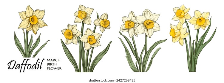 Daffodil, March Birth month flower colorful vector illustrations set isolated on white background. Floral Modern minimalist design for logo, tattoo, wall art, poster, packaging, stickers, prints.