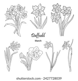 Daffodil March Birth month flower line art vector.