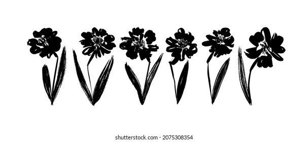 Daffodil or narcissus flower black silhouettes. Hand drawn vector botanical Illustration isolated on white background. Vector black silhouettes of spring flowers. Blossom on stems with leaves.