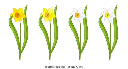 Daffodil or narcissus flower of bright yellow and white color isolated on white. Single cartoon plant with stem and leaves, front view. Vector clipart for Easter illustration, spring floral design.