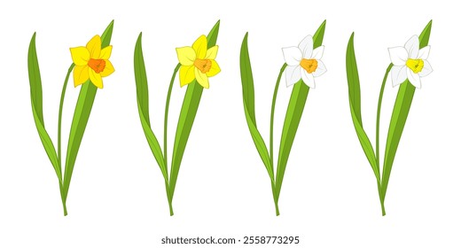 Daffodil or narcissus flower of bright yellow and white color isolated on white. Single cartoon plant with stem and leaves, side view. Vector clipart for Easter illustration, spring floral design.