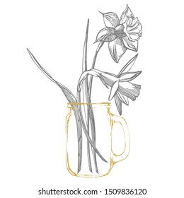 Daffodil or Narcissus flower drawings. Collection of hand drawn black and white daffodil. Hand Drawn Botanical Illustrations